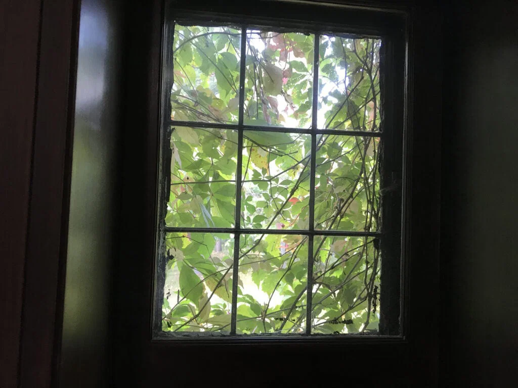 A window with a wooden frame is covered by thick green vines and leaves outside, allowing filtered sunlight to pass through and casting a soft, natural light into the darkened room.