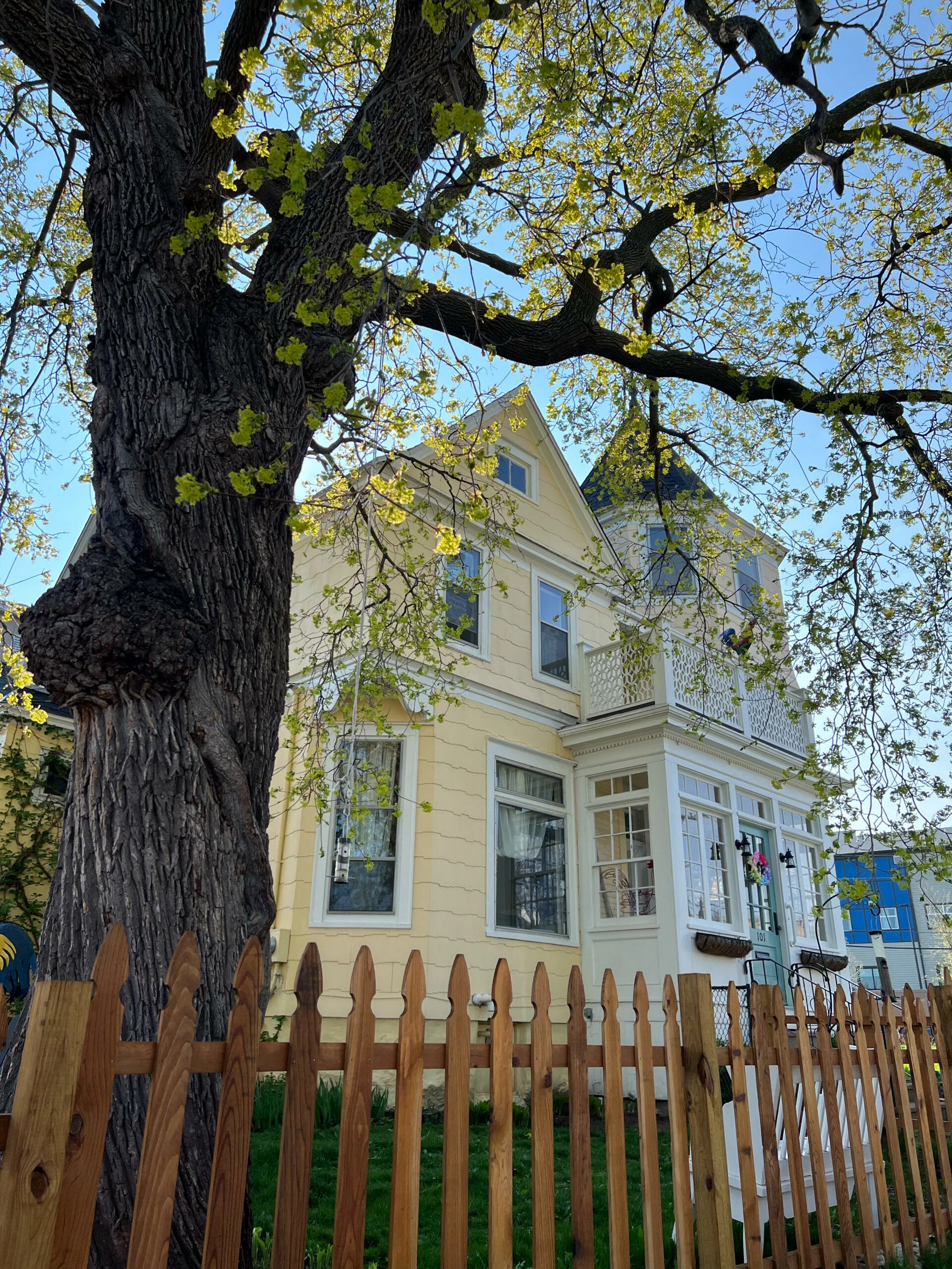 A large tree with fresh green leaves stands in front of a yellow Victorian-style house, partially obscured by a wooden picket fence under a clear blue sky.